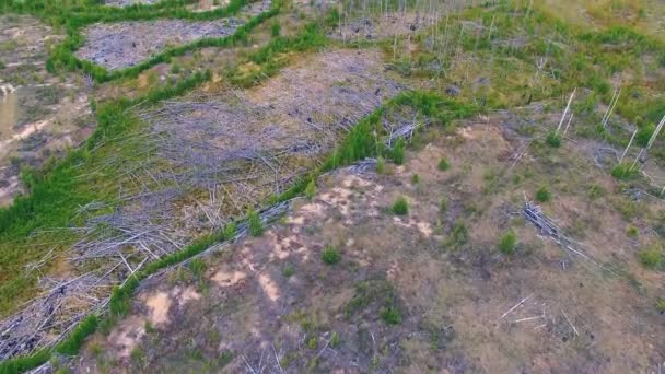 Aerial view of a dead forest. 4K — Stock Video