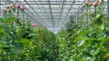 İki satır küme gül arasından bir görünüm.