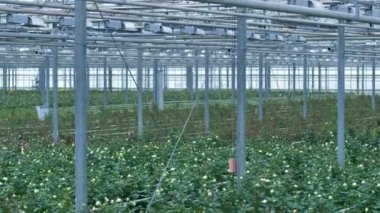 Sera destek kirişler gül çalılar standı.