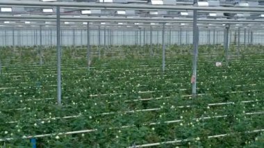 Küçük beyaz tomurcukları ile gül çalılar üzerinde Üstten Görünüm.