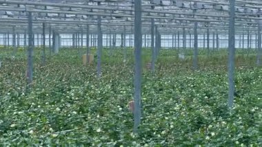 Bina beyaz gül çalılar dolu büyük bir sera.