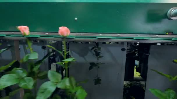 Rosas pasando por un transportador de clasificación automático . — Vídeo de stock