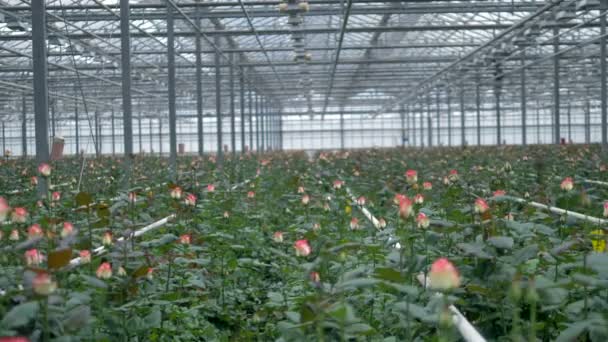 Ett stort växthus med många oöppnade rosor på stjälkar. — Stockvideo