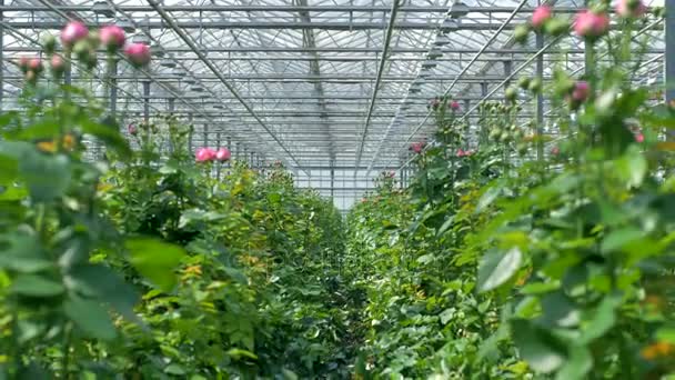 Una vista desde entre dos filas de rosas agrupadas . — Vídeo de stock