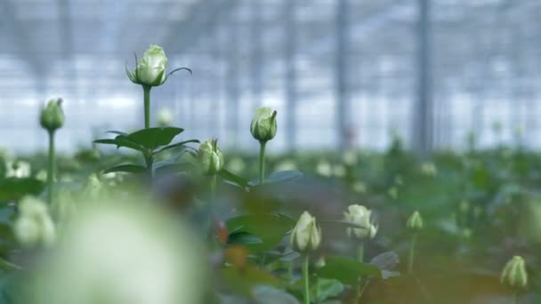 Um close-up de metade abriu botões de rosa branca em uma estufa. 4K . — Vídeo de Stock