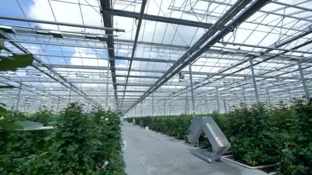 A maintenance greenhouse corridor between large rose growing flowerbeds. — Stock Video