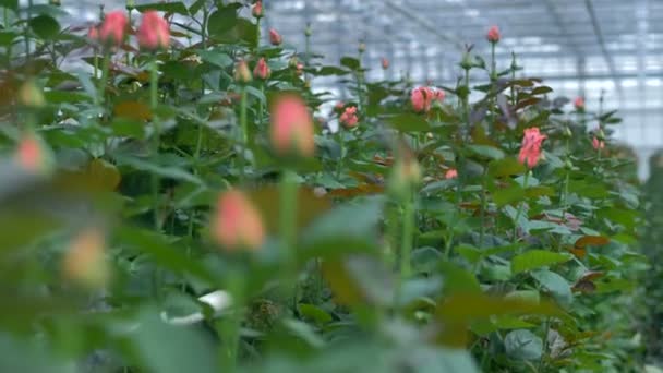 Zamknij pomniejszenie widoku na różowe pąki róż w krzakach. — Wideo stockowe
