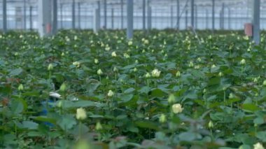 Deniz gür tarafından çevrili tomurcuklanma düz beyaz gül yaprakları. 4k.