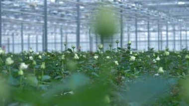 Bir serada büyüyen beyaz gelin gül.