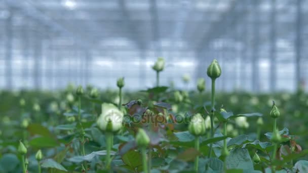 Вид крупним планом на маленькі білі кущі троянд, що з'являються в скупченнях. 4-кілометровий . — стокове відео