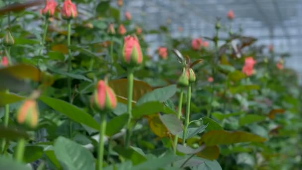 Halvslutna rosa rosenknoppar i makro Visa blommor fabriken. 4k. — Stockvideo
