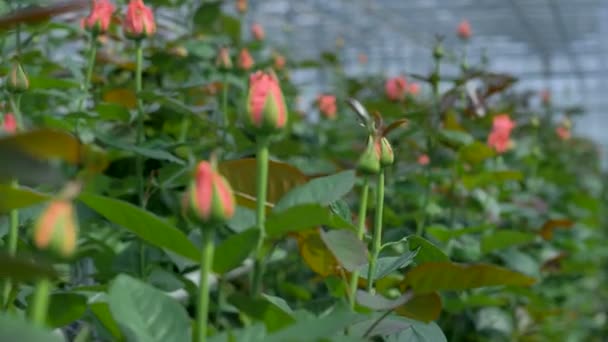 Half gesloten roze roos toppen in macro bekijken bloemen fabriek. 4k. — Stockvideo