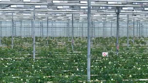 Rose bushes growing under overhead greenhouse equipment beams. — Stock Video