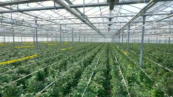 Ros plantation inuti ett växthus. — Stockvideo