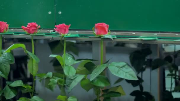 Roses rose vif se déplaçant sur le carrousel ligne de traitement à l'usine de fleurs. 4K . — Video