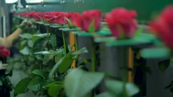 Roses rouges installées dans la ligne de traitement en usine. 4K . — Video