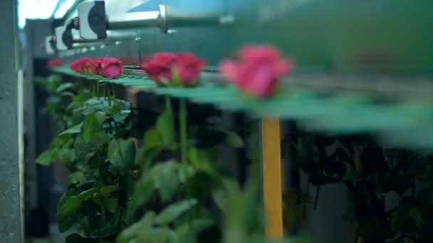 Rosas rosadas oscuras cuelgan de la línea de procesamiento . — Vídeos de Stock