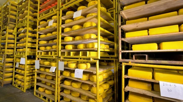 Peynir peynir fabrikasında saklanmasını farklı türleri.