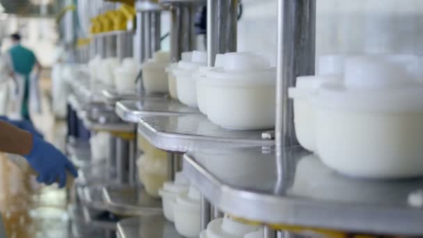 Los trabajadores de la planta de queso ponen contenedores en los estantes. 4K . — Vídeo de stock