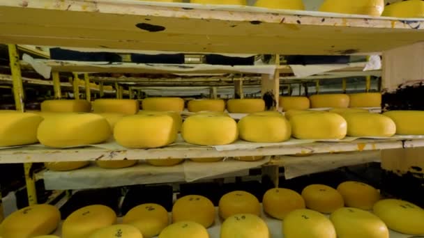 Huge quantity of cheese being stored at cheese plant. — Stock Video