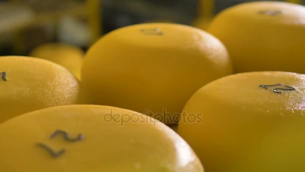 Close up of ready made cheese at cheese plant. — Stock Video