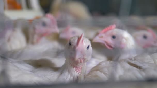 Visa en närbild på kyckling huvuden när de sitter i en bur. — Stockvideo