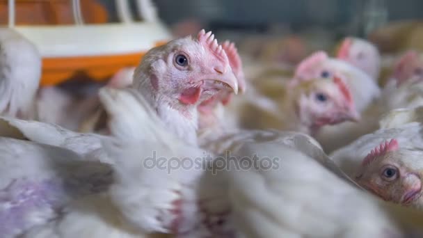 Bir kafesin içinde dinlenme birçok tavuk üzerinde Görünümü Kapat. — Stok video