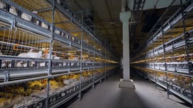 Bir kümes hayvanları fabrika koridor ile her iki tarafta yumurtlayanlar ile yüksek batarya kafesleri.