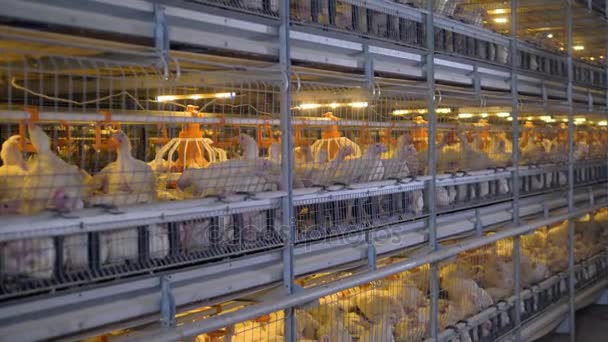 Many chickens feeding and resting inside cages with internal lights. — Stock Video