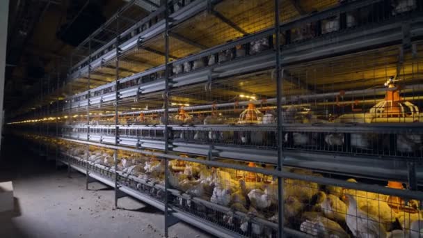 Camera changing sides of view to show battery cages with broilers. — Stock Video