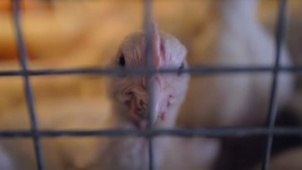 Una vista de cerca de una cabeza de pollo detrás de un alambre de jaula . — Vídeo de stock