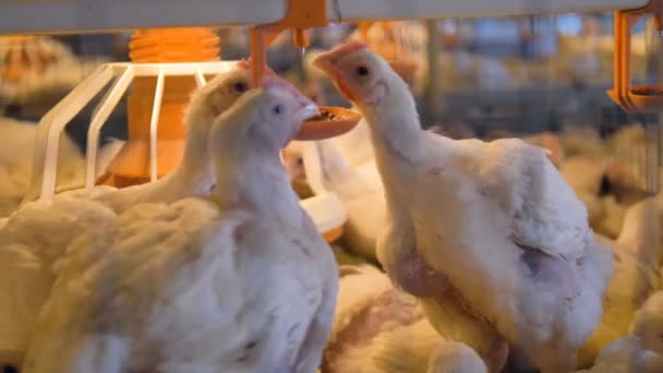 Three broilers compete for a place at a nipple drinker. — Stock Video