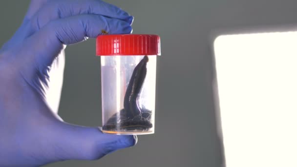 Ein Paar Blutegel in einem Plastikgefäß. — Stockvideo