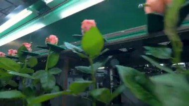 Düşük bir görünümü üzerinde bunching bir konveyör taşıma kök gül.