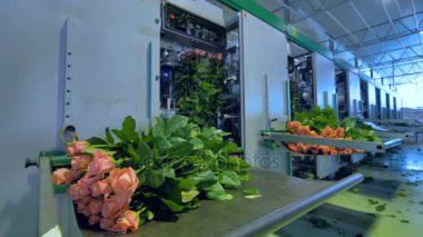 Bunching makineden çıkışında toplanan gül.