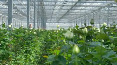 Birçok beyaz gül kaynaklanıyor bir sera içinde açılmamış tomurcukları ile.