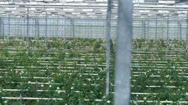 Beyaz gül çalılar sera ekipmanları altında büyümek.