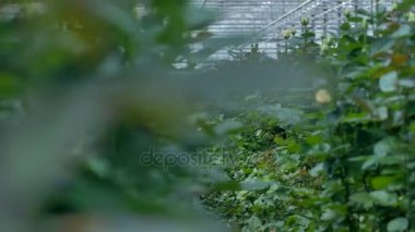 Endüstriyel sera içinde Sarı Gül çalılar iki satır arasından bir görünüm.