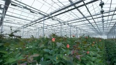 Sera tavan altında birçok çiçek parlak pembe güller.