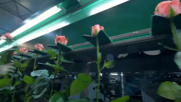 Roze rozen op stam worden vervoerd op een bunching lijn. — Stockvideo