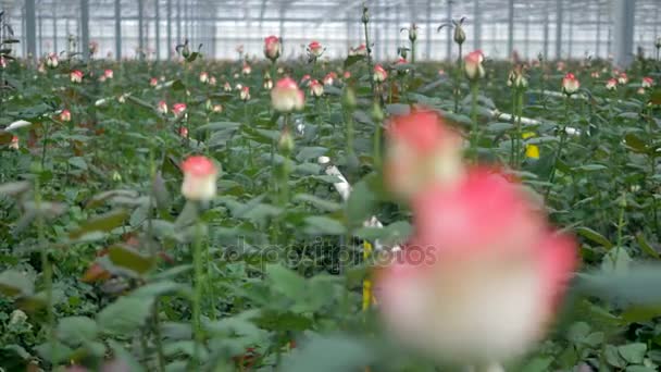 En utzoomning syn på rosor växer i en plantskola. — Stockvideo