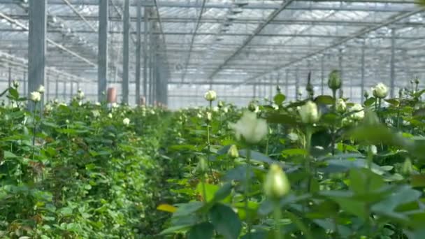 Many white rose stems with unopened buds inside a greenhouse. — Stock Video