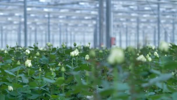 Una vista cercana de rosas blancas en ciernes en un invernadero comercial . — Vídeo de stock