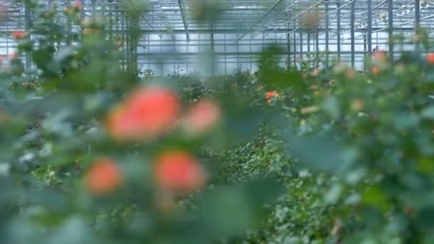 A view on red clustering rose bushes from between the leaves in a commercial greenhouse. — Stock Video