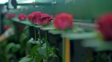 Koyu kırmızı gül çiçek kafa Yuvaları içinde hareket.