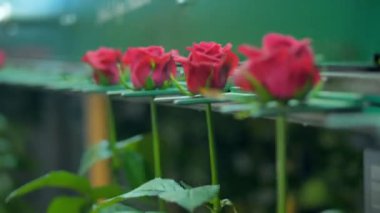 Bir sıralama makinesine bir konveyör üzerinde gidiş içinde kırmızı gül.