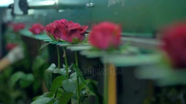 Rosas rojas oscuras moviéndose dentro de ranuras de cabeza de flor . — Vídeos de Stock