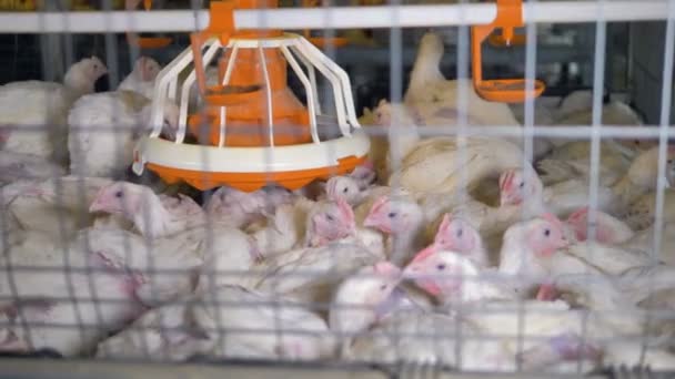 Πολλά κοτόπουλα κρεατοπαραγωγής στενά κάθονται μέσα σε ένα κλουβί γεμάτο. — Αρχείο Βίντεο