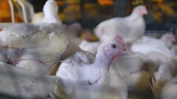 Pollos blancos se sientan y caminan dentro de su jaula compartida . — Vídeo de stock