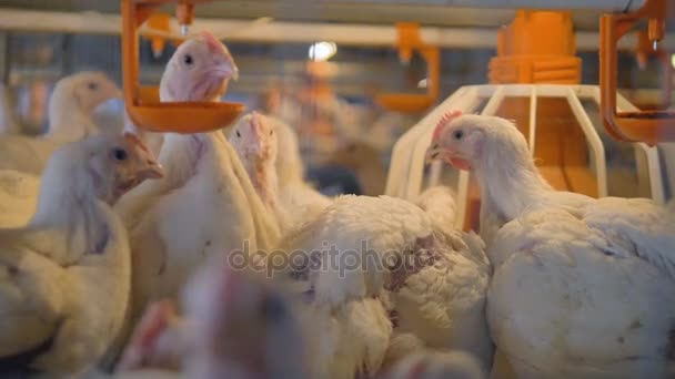 White broilers use drinkers and feeders inside a cage. — Stock Video